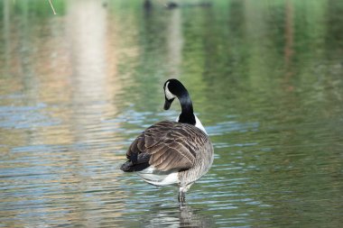 Parkta Güzel ve Sevimli Su Kuşları