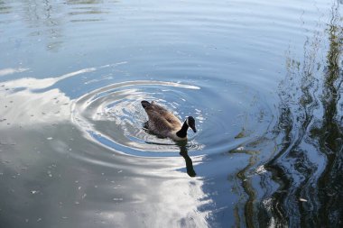 Parkta Güzel ve Sevimli Su Kuşları