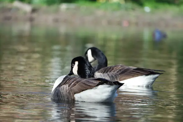 Schöne Und Niedliche Wasservögel Park — Stockfoto