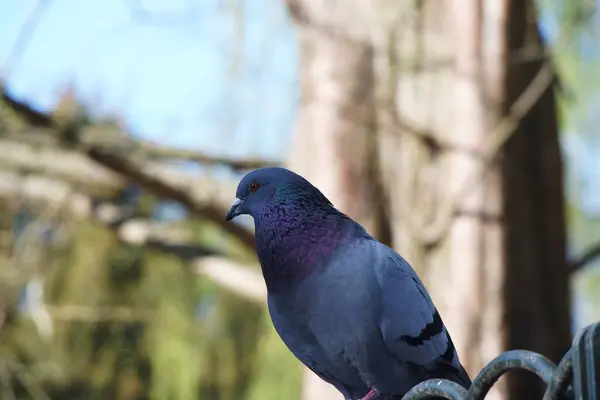 Ptak Parku Wiosennym — Zdjęcie stockowe
