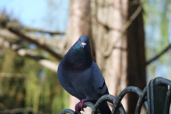 Ptak Parku Wiosennym — Zdjęcie stockowe