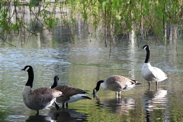 Piękne Słodkie Ptaki Wodne Parku — Zdjęcie stockowe