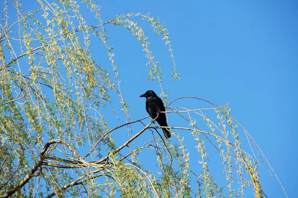 Bahar Parkında Kuş — Stok fotoğraf