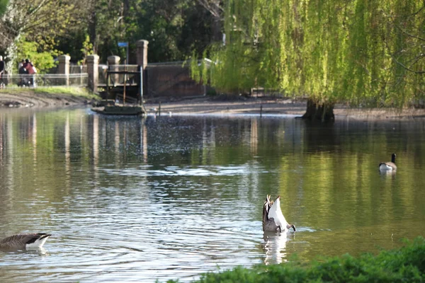 Mooie Schattige Watervogels Park — Stockfoto
