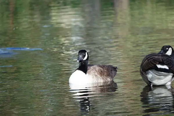 Piękne Słodkie Ptaki Wodne Parku — Zdjęcie stockowe