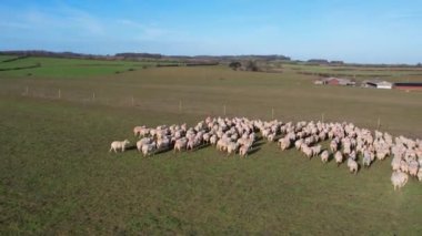 Güneşli bir günde İngiliz Hayvan Çiftliklerinin Yüksek Açılı Görüntüleri 
