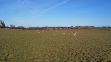 Güneşli bir günde İngiliz Hayvan Çiftliklerinin Yüksek Açılı Görüntüleri 