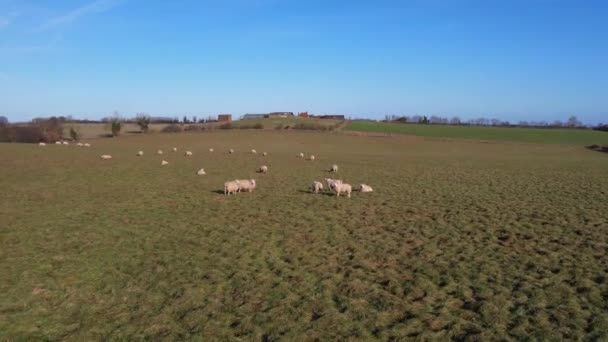 High Angle Beelden Van Britse Animal Sheep Farms Een Heldere — Stockvideo
