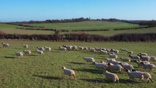 Aufnahmen Britischer Tierfarmen Einem Strahlend Sonnigen Tag — Stockvideo
