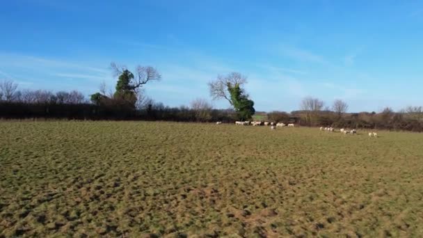 Filmagem Alto Ângulo Fazendas Ovinos Britânicos Dia Ensolarado Brilhante — Vídeo de Stock
