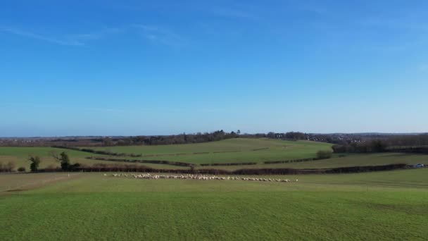 明るい晴れた日に英国の動物羊農場の高角度映像 — ストック動画