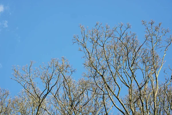 Träd Och Lokal Offentlig Park Bedford City England Vacker Solig — Stockfoto