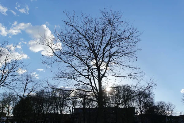 Δέντρα Και Τοπικό Δημόσιο Πάρκο Του Μπέντφορντ Της Αγγλίας Όμορφη — Φωτογραφία Αρχείου