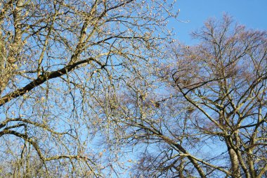 Bedford City 'nin Trees and Local Public Park' ı. Güzel güneşli bir gün