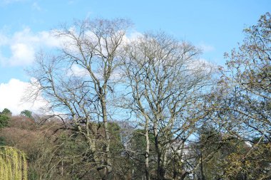 Bedford City 'nin Trees and Local Public Park' ı. Güzel güneşli bir gün