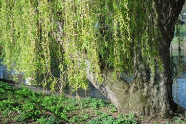 Bedford City 'nin Trees and Local Public Park' ı. Güzel güneşli bir gün