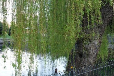 Bedford City 'nin Trees and Local Public Park' ı. Güzel güneşli bir gün