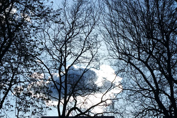 イギリスのベドフォード市の木や地元公園 天気の良い日 — ストック写真