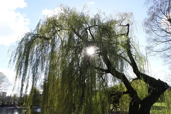 Drzewa Lokalny Park Publiczny Bedford City England Piękny Słoneczny Dzień — Zdjęcie stockowe