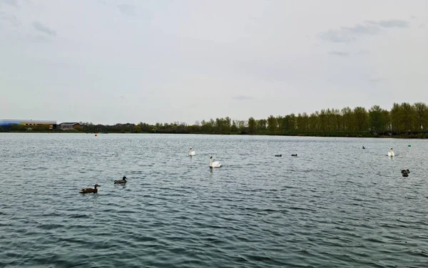 Pássaros Água Bonitos Bonitos Willen Lake England — Fotografia de Stock