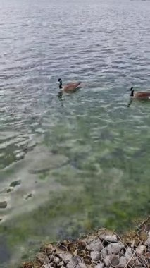 İngiltere Willen Gölü 'nde Güzel ve Sevimli Su Kuşları