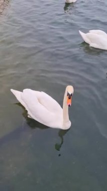 İngiltere Willen Gölü 'nde Güzel ve Sevimli Su Kuşları