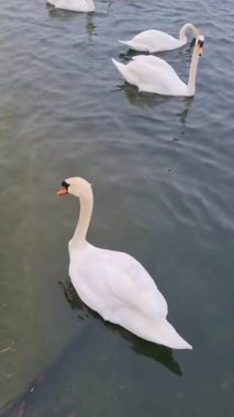 İngiltere Willen Gölü 'nde Güzel ve Sevimli Su Kuşları