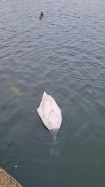 İngiltere Willen Gölü 'nde Güzel ve Sevimli Su Kuşları