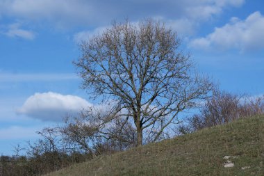 Sharpenhoe 'nun güzel manzarası Kırsal, İngiltere, Birleşik Krallık