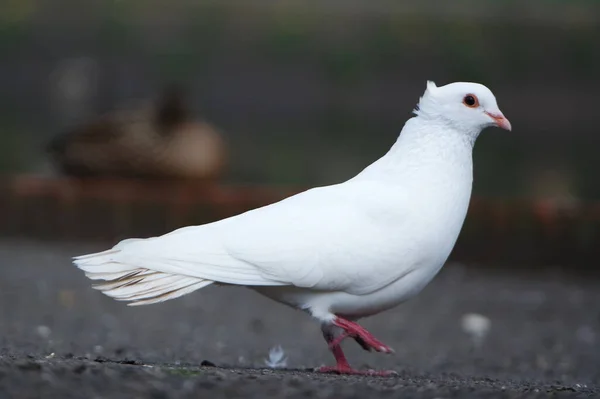 Pigeon Blanc Dans Parc — Photo