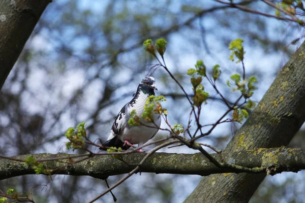 Pigeon Perché Sur Branche Arbre — Photo