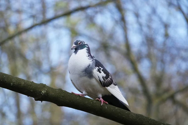 Pigeon Perché Sur Branche Arbre — Photo
