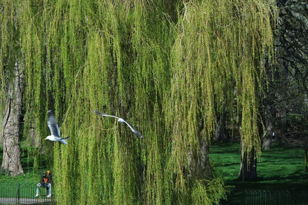 Piękny Widok Park Wardown Luton Anglia — Zdjęcie stockowe