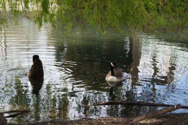  Wardown Park 'ın Güzel Manzarası, Luton, İngiltere