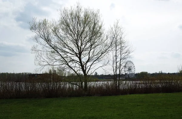 Δέντρα Στο Willen Lake Park — Φωτογραφία Αρχείου