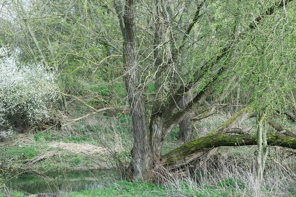 Trees Willen Lake Park — Stock Photo, Image