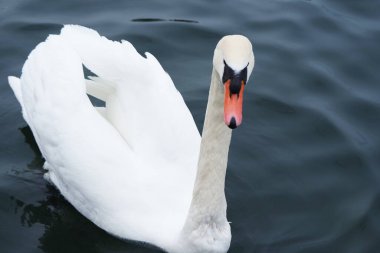Parkta Güzel ve Sevimli Su Kuşları 