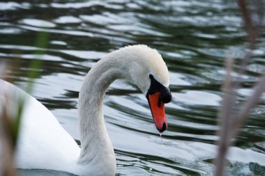 Parkta Güzel ve Sevimli Su Kuşları 