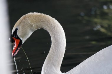 Parkta Güzel ve Sevimli Su Kuşları 