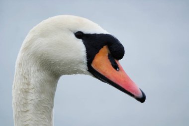 Parkta Güzel ve Sevimli Su Kuşları 
