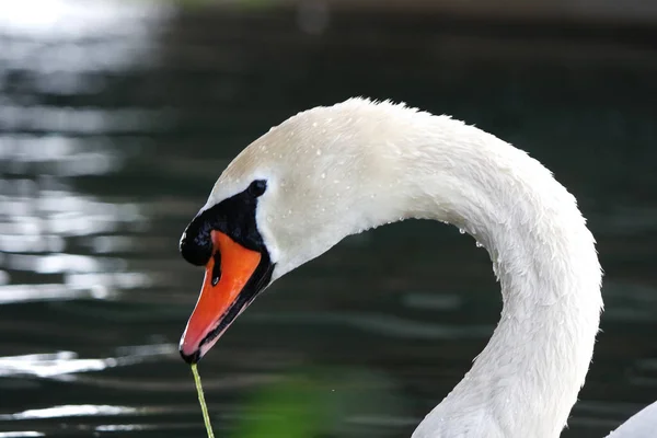 Krásné Roztomilé Vodní Ptáci Parku — Stock fotografie
