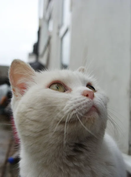 Niedliche Katze Posiert Heimischen Garten — Stockfoto