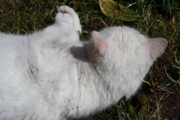 Niedliche Katze Posiert Heimischen Garten — Stockfoto