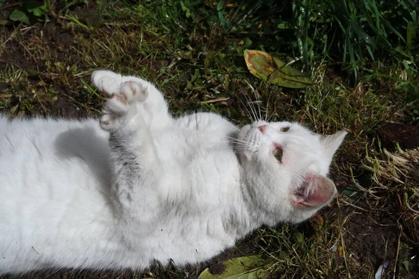 Cute Cat Posing Home Garden — Stock Photo, Image