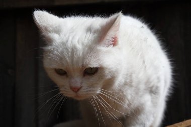 Şirin Kedi Ev Bahçesinde Poz Veriyor