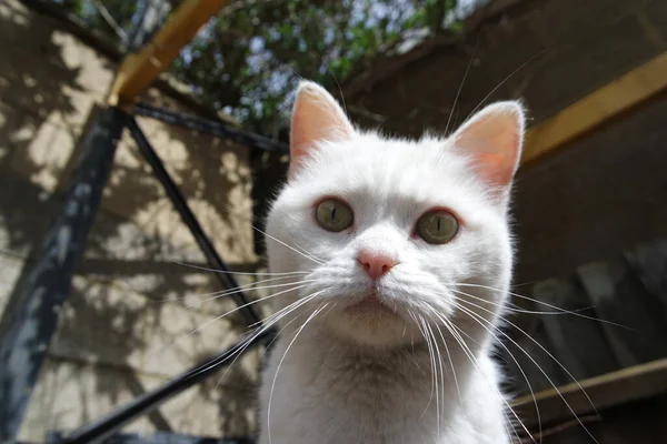 Gato Bonito Está Posando Jardim Casa — Fotografia de Stock