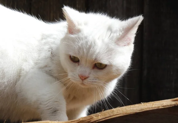 Şirin Kedi Ev Bahçesinde Poz Veriyor