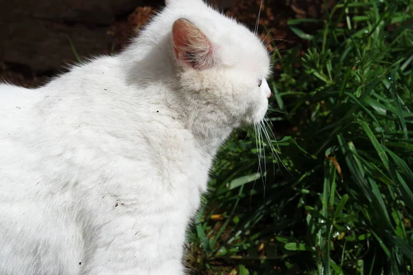 Gato Bonito Está Posando Jardim Casa — Fotografia de Stock