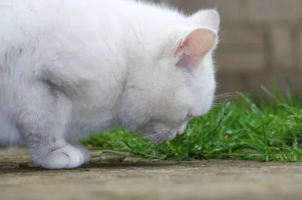 Schattige Kat Poseert Home Garden — Stockfoto
