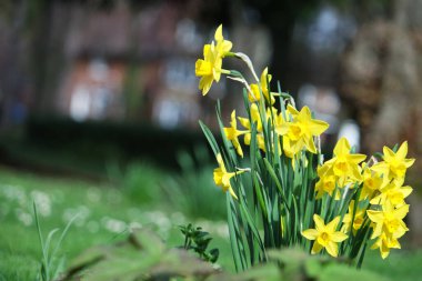 Renkli Baharın Güzel Manzarası Flora Luton Kasabası Yerel Halk Parkı 'nda